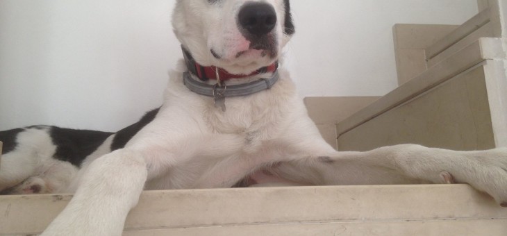 Newton, il cane che in ufficio fa i capricci