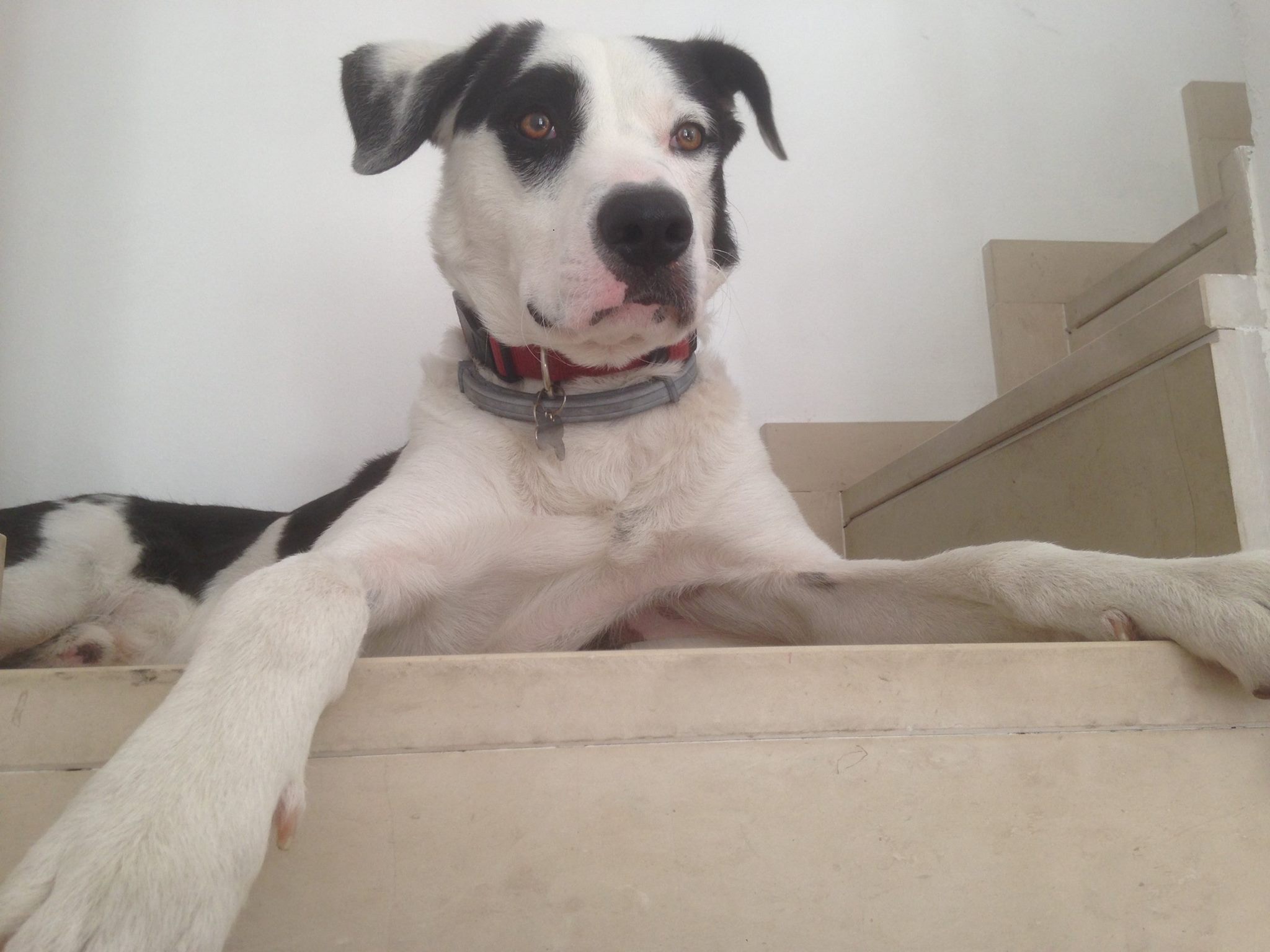 Karma Communication - Newton un cane con un occhio nero
